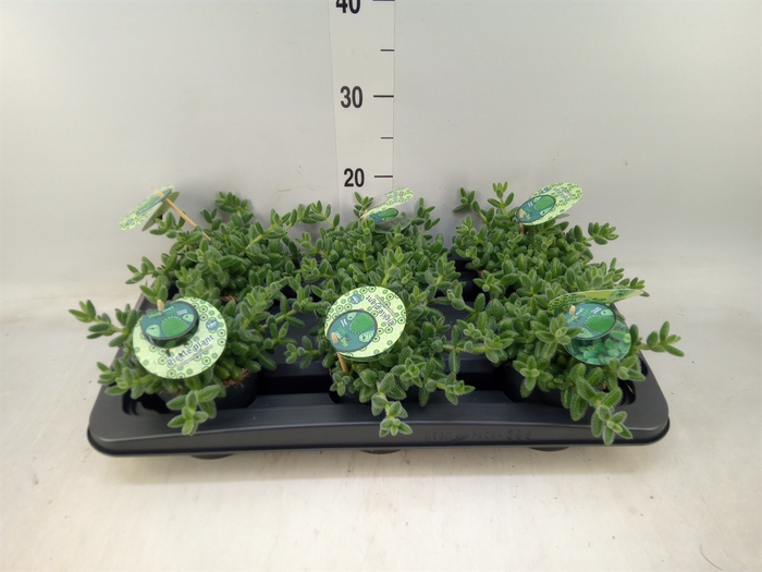 <h4>Delosperma echinatum</h4>