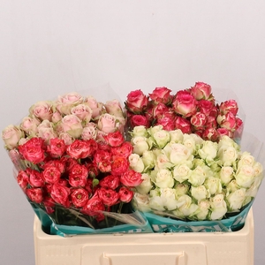 ROSA TR  ...MIX IN FUST