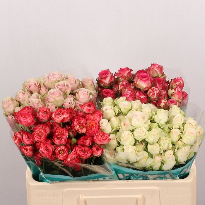 <h4>ROSA TR  ...MIX IN FUST</h4>