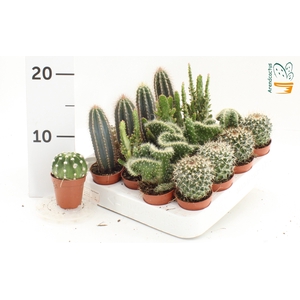 CACTUS GEM