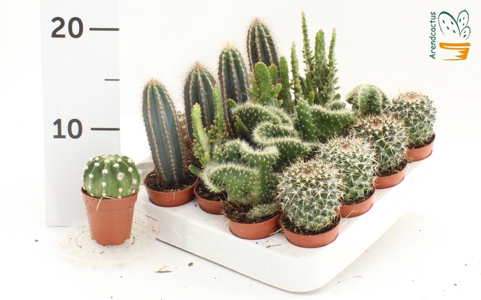 <h4>CACTUS GEM</h4>