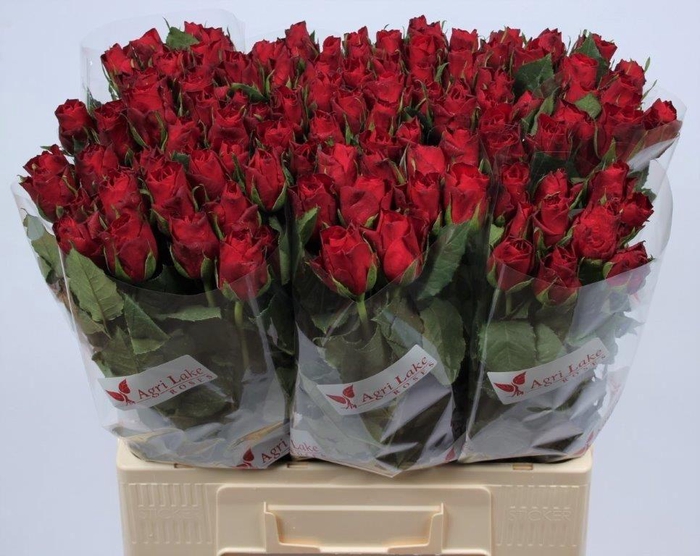 <h4>R GR MADAM RED</h4>