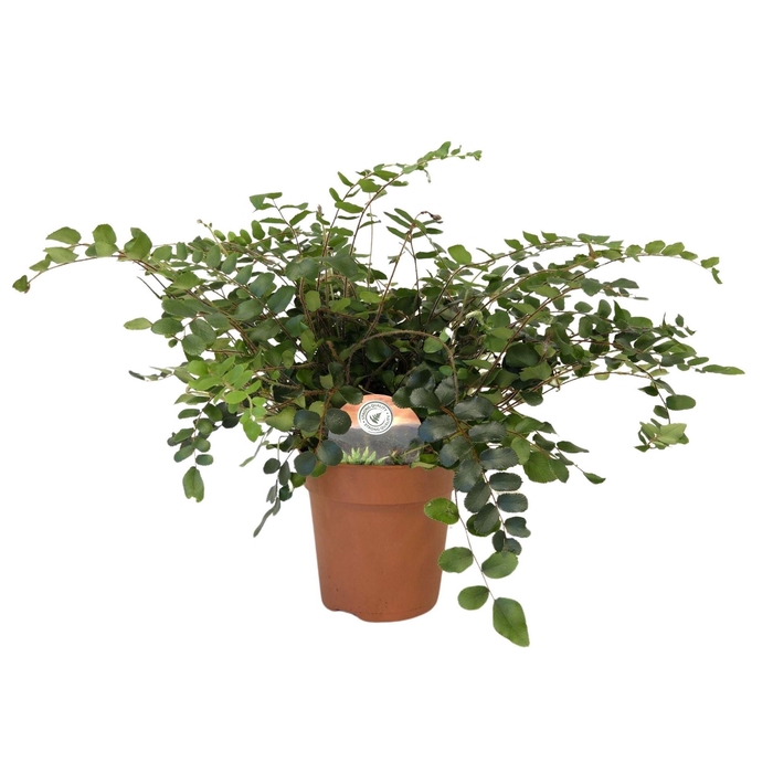 <h4>Pellaea rotundifolia</h4>