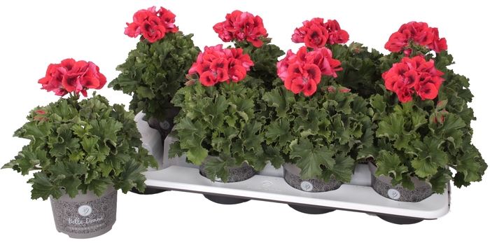 <h4>Pelg. Bella Donna Rood 12cm</h4>