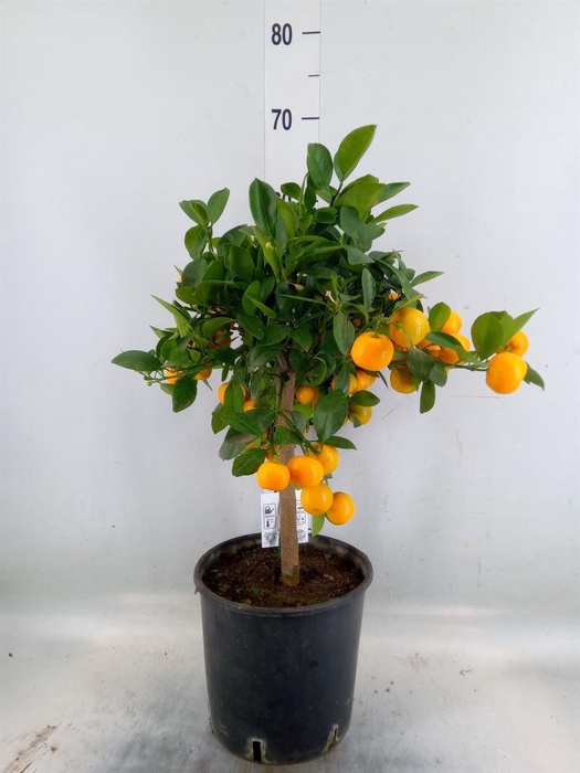 <h4>Citrus   ...</h4>