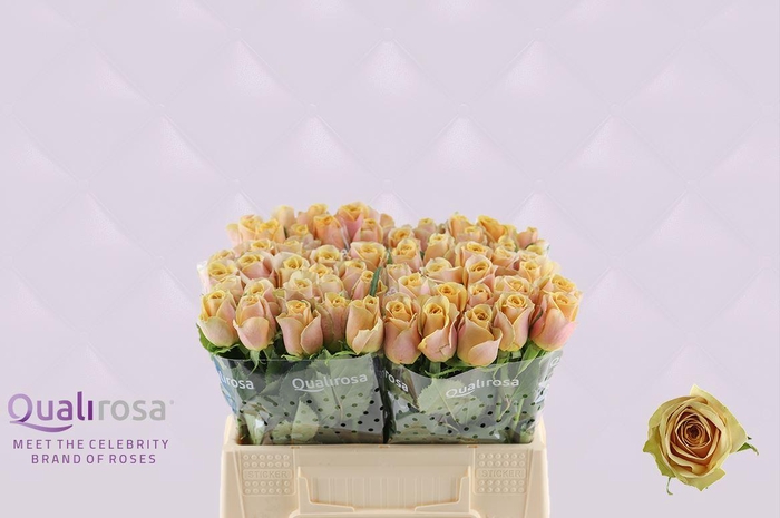 <h4>R Gr Golden Mustard</h4>