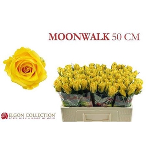 Rosa grootbloemig Moonwalk