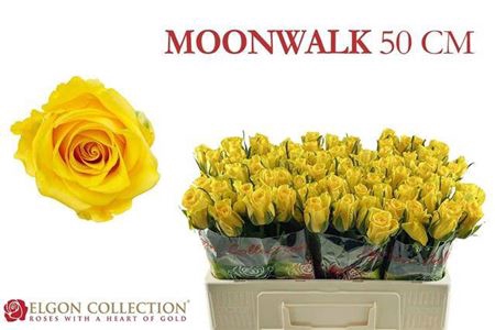 <h4>Rosa grootbloemig Moonwalk</h4>