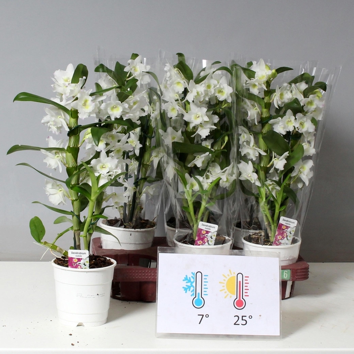 <h4>DENDR N SC APOLLON</h4>