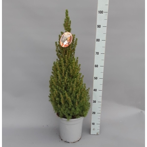 PICEA GL CONICA