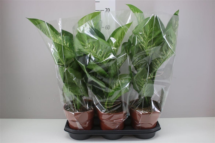 <h4>Dieffenbachia Se Tropic Snow</h4>