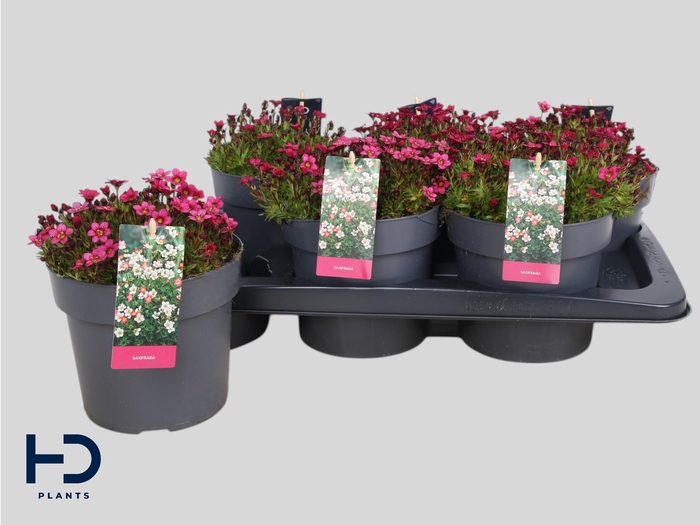 <h4>SAXIF AR MARTO ROSE</h4>