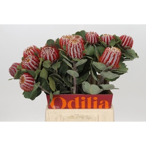 Banksia Coccinea