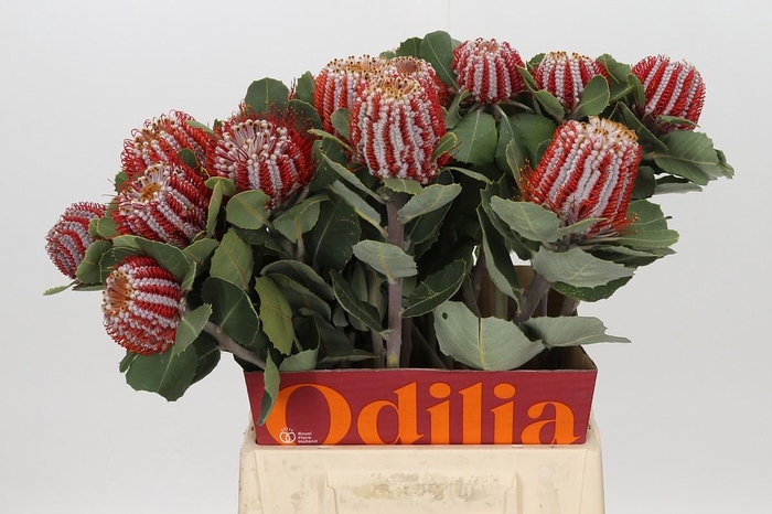 <h4>Banksia Coccinea</h4>