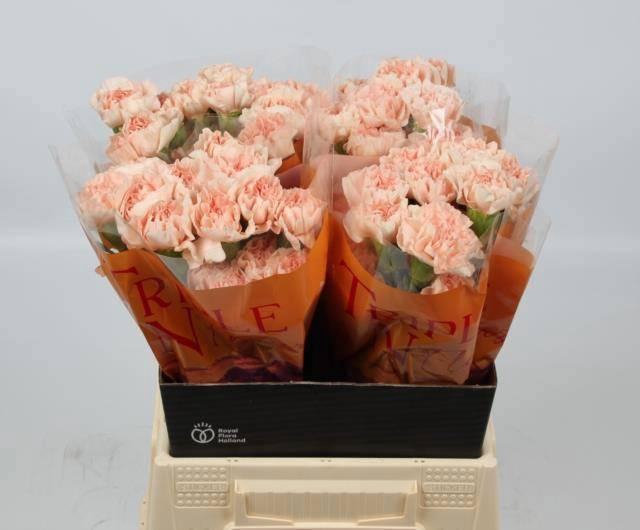 <h4>DI ST NOVIADO</h4>