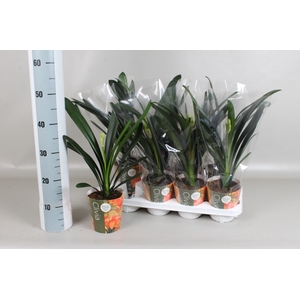 CLIVIA MI