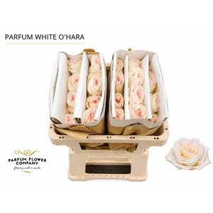 Rosa Parfum White O Hara