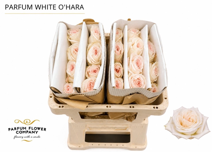 <h4>Rosa Parfum White O Hara</h4>