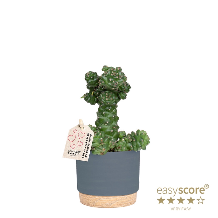 EUPHORBIA RITCHIEI P10 WB BLUE