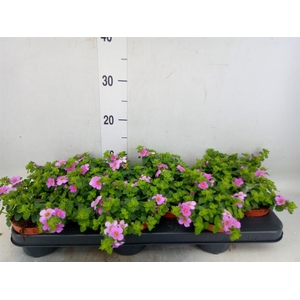 Sutera  'Big Pink Falls'