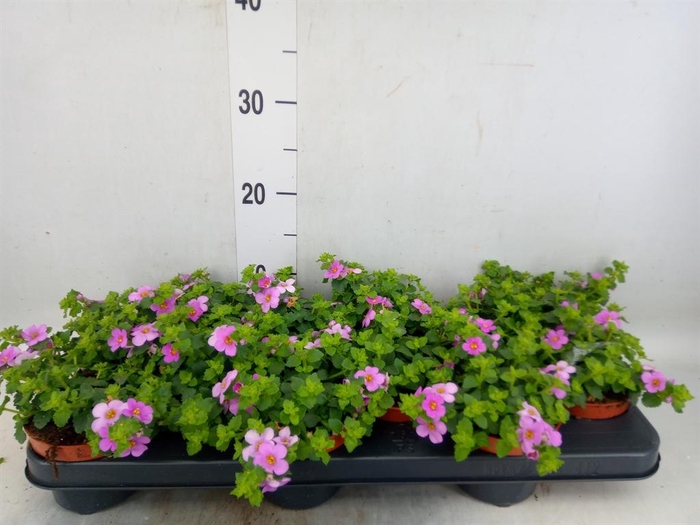 <h4>Sutera  'Big Pink Falls'</h4>