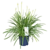 Agapanthus Amourette Blue Blush