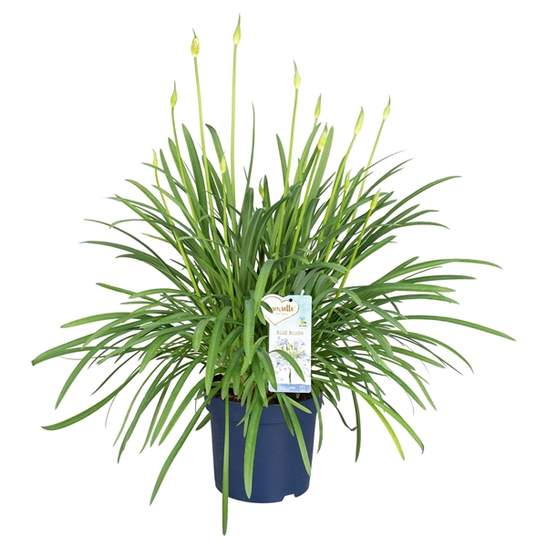 <h4>Agapanthus Amourette Blue Blush, 12+ tak</h4>