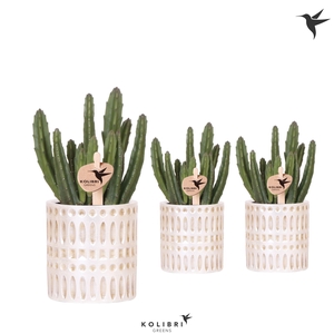 Kolibri Greens Stapelia Leendertziae in Mozaiek pot
