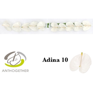 Anthurium Adina