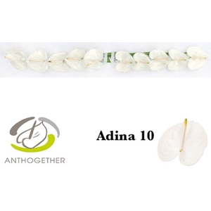 ANTH A ADINA 10 Small Pack