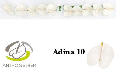 <h4>Anthurium Adina</h4>