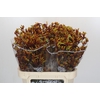 Anigozanthos Gold Fever
