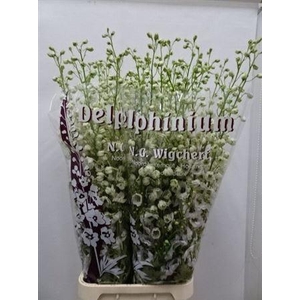 Delph Du Dew Rocket 130cm