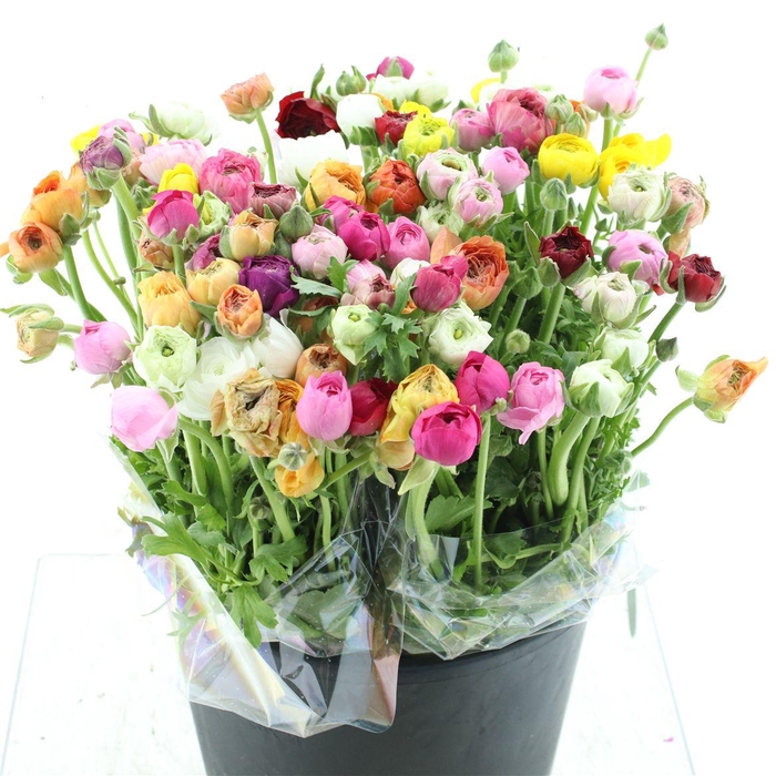 <h4>Ran El Mix In Bunch Extra</h4>