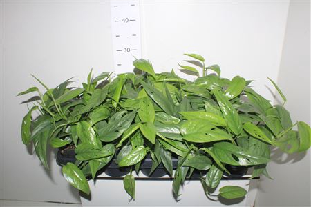 Epipr Cebu Blue
