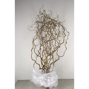 Corylus (2-jarig)