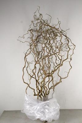 Corylus (2-jarig)