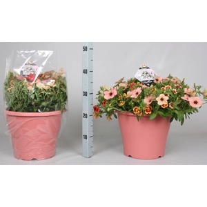 PERKPL GEM IN POT