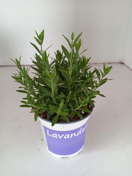 <h4>Lavandula angustifolia</h4>