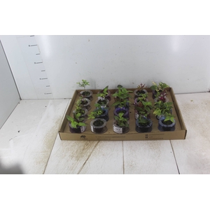 HIDROCULTURA VARIADO P05 PLANTA ORNAMENTAL