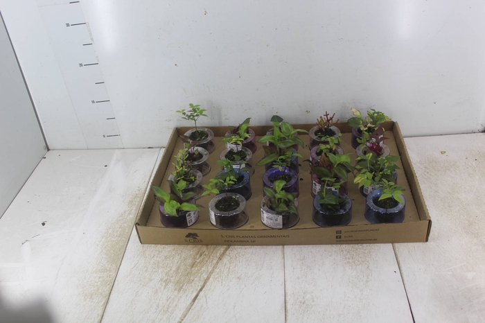 <h4>HIDROCULTURA VARIADO P05 PLANTA ORNAMENTAL</h4>