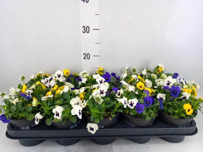 <h4>Viola corn.   ...</h4>