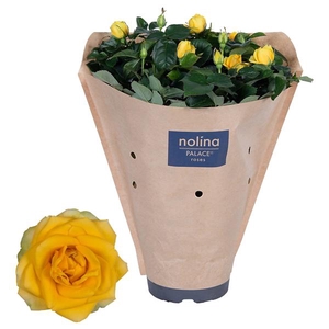 Rosa Palace Yellow Paper Sleeve