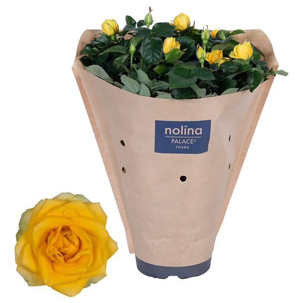 <h4>Rosa Palace Yellow Paper Sleeve</h4>
