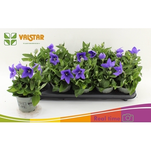 PLATYCO GR ASTRA BLU