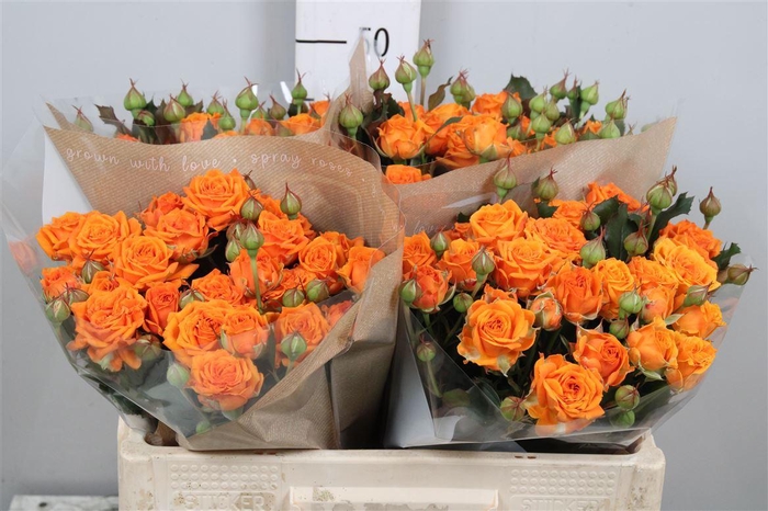 <h4>R Tr Orange Queen</h4>