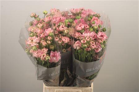 <h4>Ran N Moderna Venus</h4>