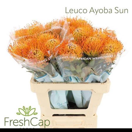 <h4>Leuco Ayoba Sun</h4>