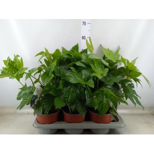 Fatsia japonica
