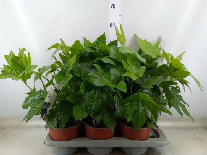 <h4>Fatsia japonica</h4>